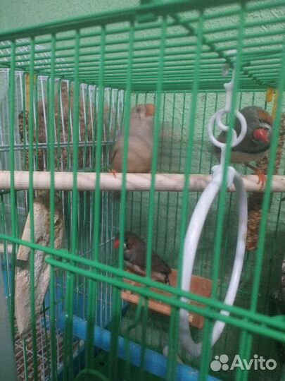 Зебровые амадины