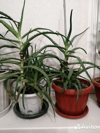 Алое лечебный