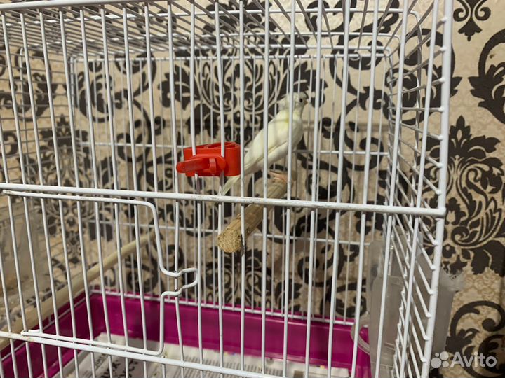 Кенара и канарейки