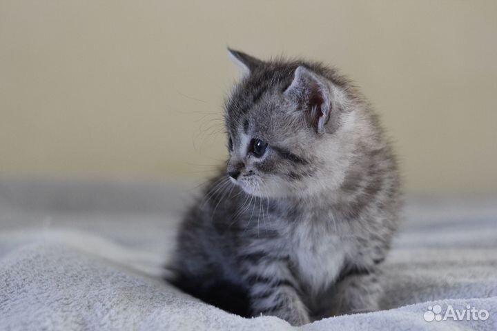 Котята 1 месяц