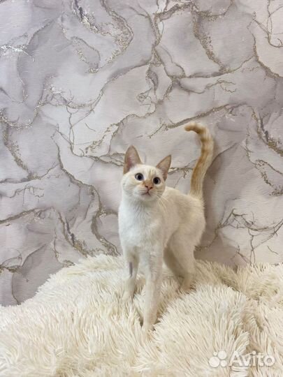 Кошечка ищет дом