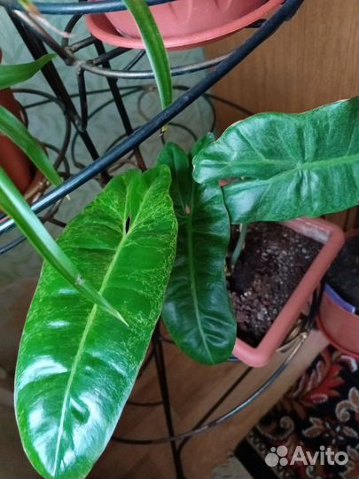 Комнатные растения цветы