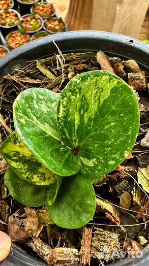 Замиокулькас Round leaf