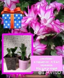 Фикус,кротон,диффенбахия, декабрист бамбук