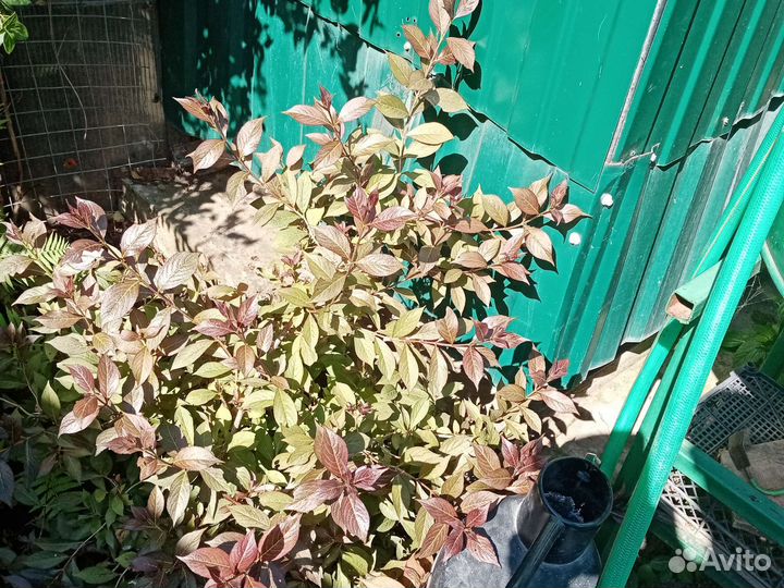 Черенки, Вейгелы