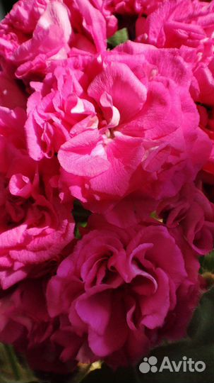 Пеларгония герань сортовая