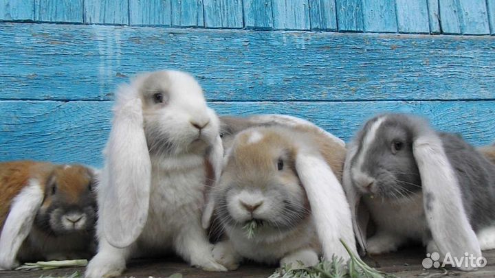 Чистопородное разведение кроликов