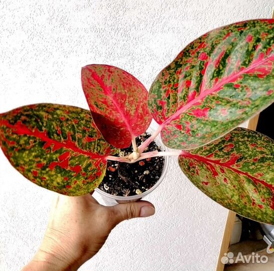 Аглаонема stardust (RED sabmongcol)