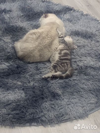 Продам шотландских вислоухих котят