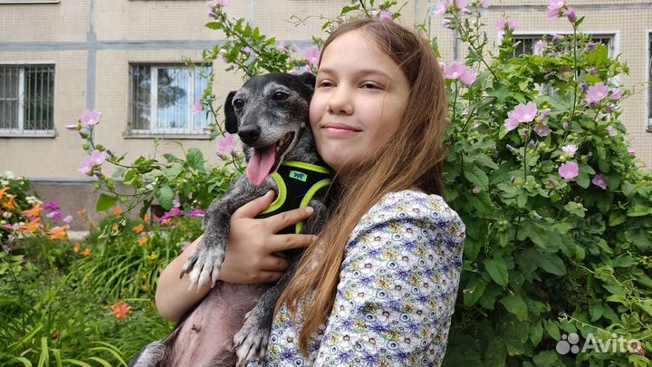 Маленькая собака в добрые руки