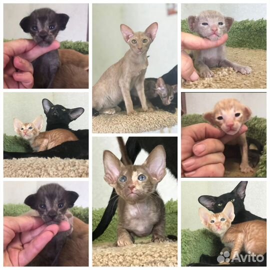 Ориентальные котята с документами