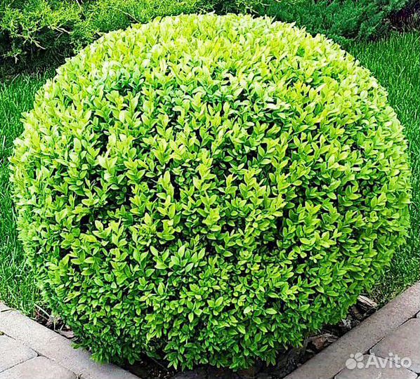 Самшит сформирован шариком