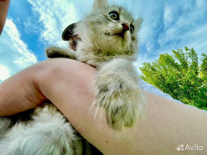 Милая, веселая котейка