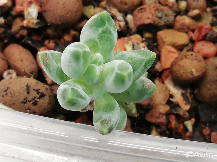 Суккуленты. Эхеверии, Красулы