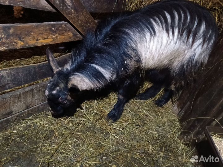 Продам козла