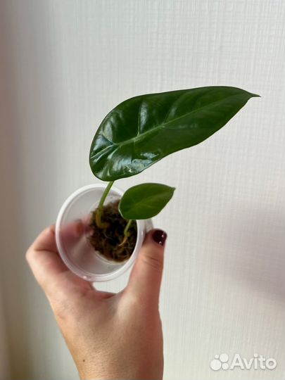 Алоказия лонгилоба