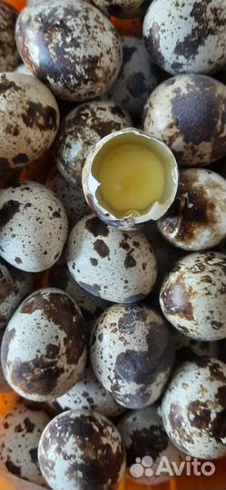 Яйца перепелиные домашние