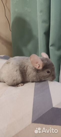 Шиншилла. окрас бело-розовый эбони