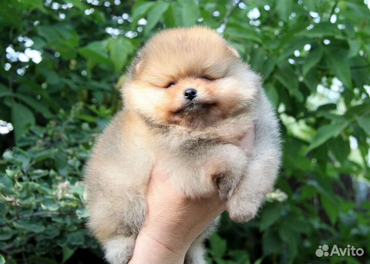Померанский шпиц. Щенки с родословной. Все окрасы