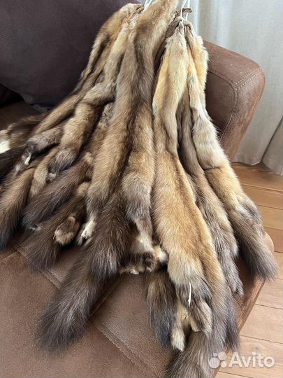 Шкуры соболя