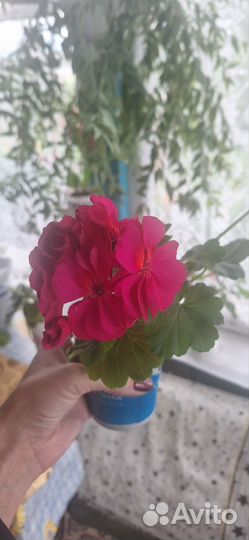 Фиалка,Герань