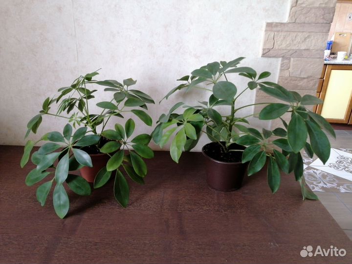 Комнатные цветы шефлера