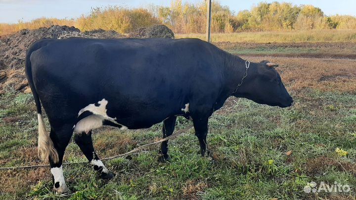 Корова высокоудойная