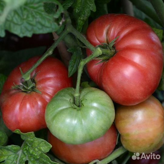 Излишки со своего огорода