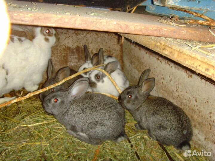 Кролики, крольчата