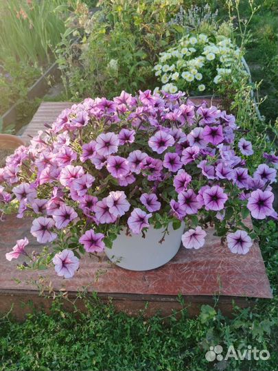 Петуния в кашпо, Ампельная, каскадная