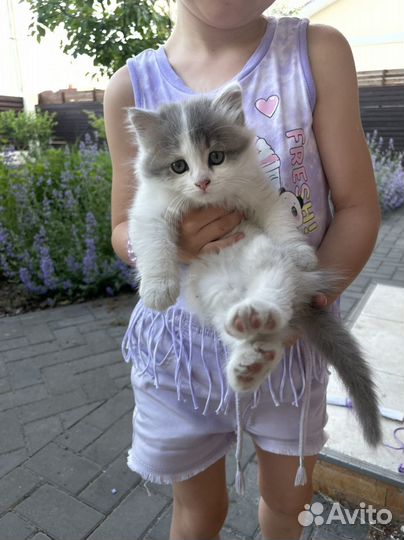 Котята в добрые руки бесплатно