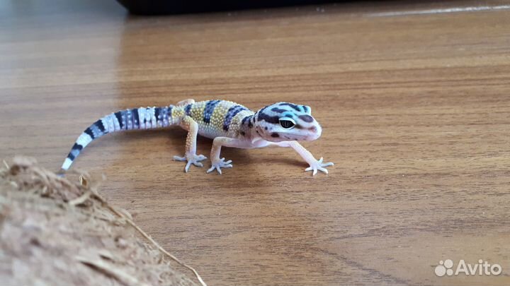 Эублефары малыши 2024