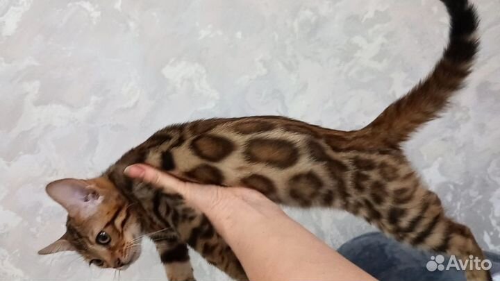 Бенгальская