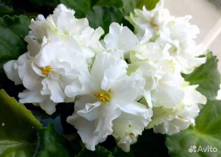 Продам сортовые фиалки