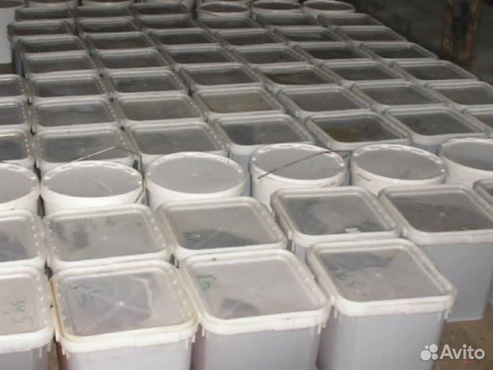 Мед оптом. Разнотравье мёд