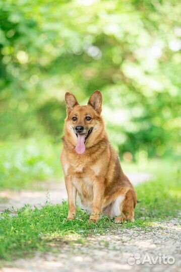 Собака из приюта