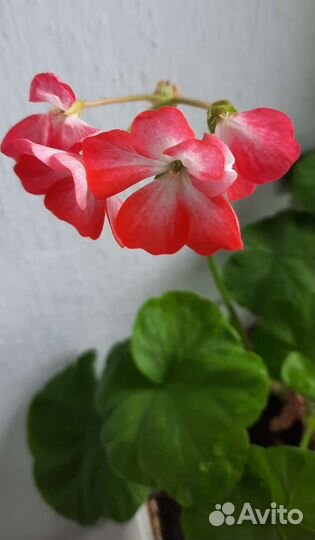 Герань (пеларгония) в горшке с поддоном