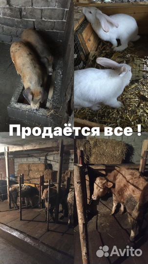 Телята и поросята