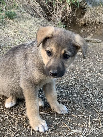 Отдаем щенков сао помесь