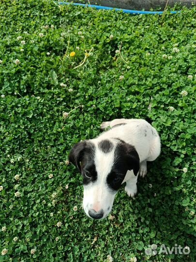 Отдам в добрые руки