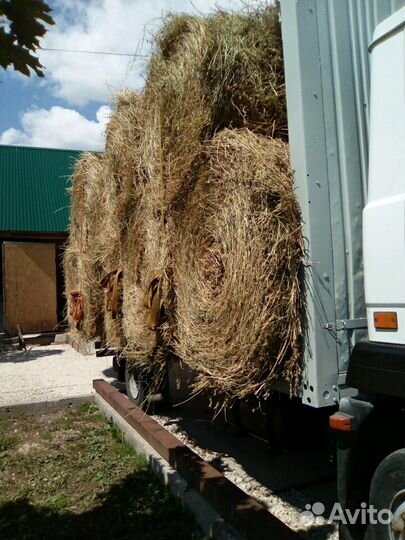 Сено люцерны, луговое