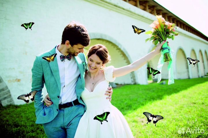 Салют из Живых Тропических Бабочек с/б-22