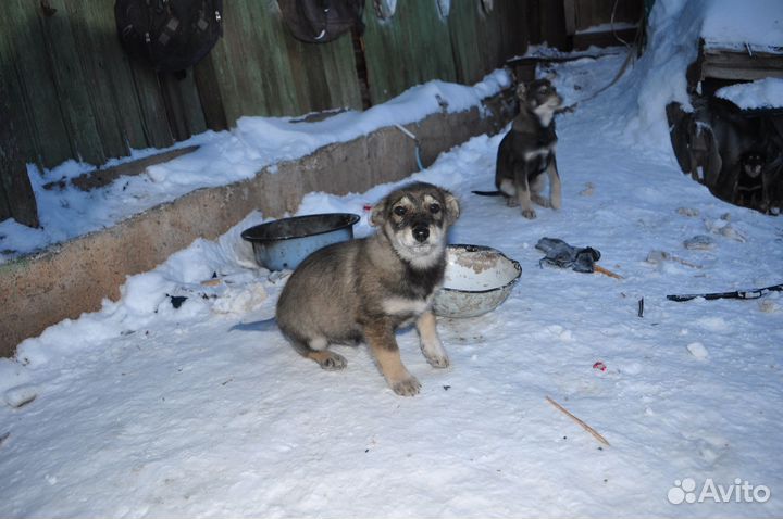 Мальчишки, 3,5месяца