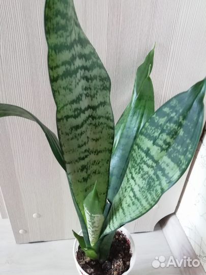 Сансевиерия сортовая