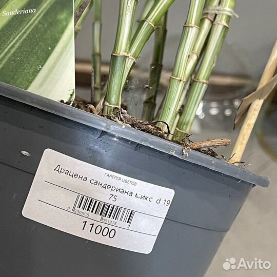 Драцена Сандера (Сандериана)