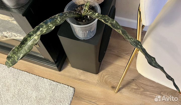 Сансевиерия