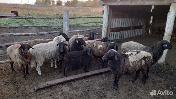 Овцы на племя
