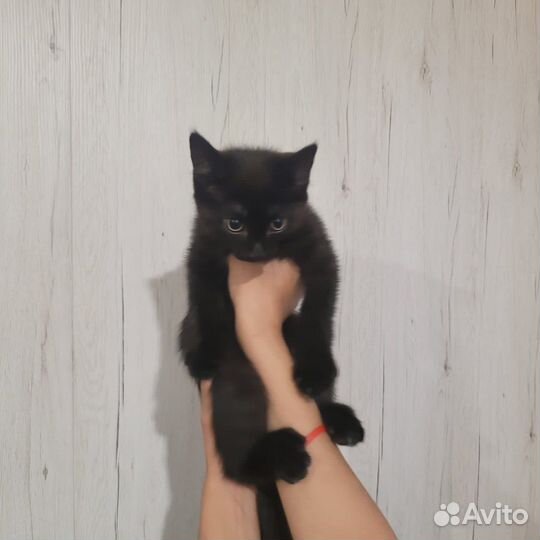 Котенок