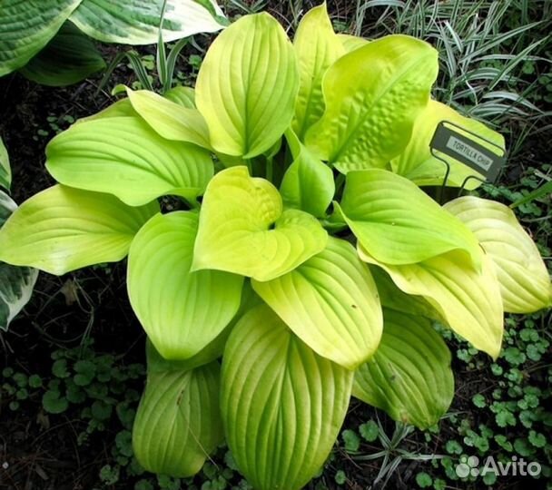 Хоста саженцы