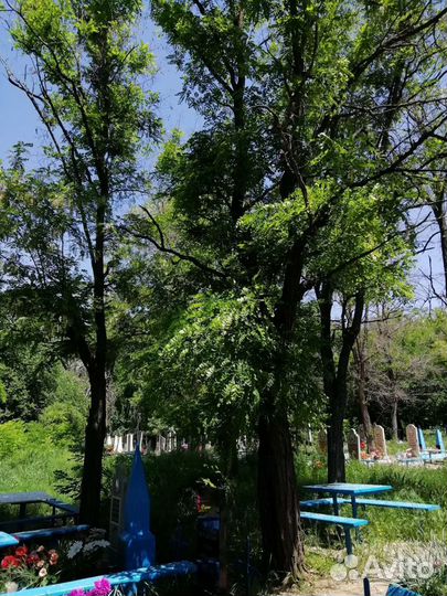 Спил деревьев